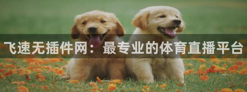 飞速无插件网：最专业的体育直播平台